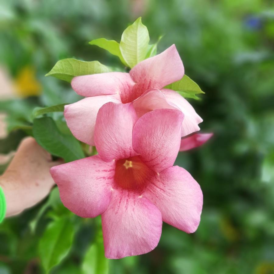 Manga Rosa Hospedagem Canoa Quebrada Dış mekan fotoğraf