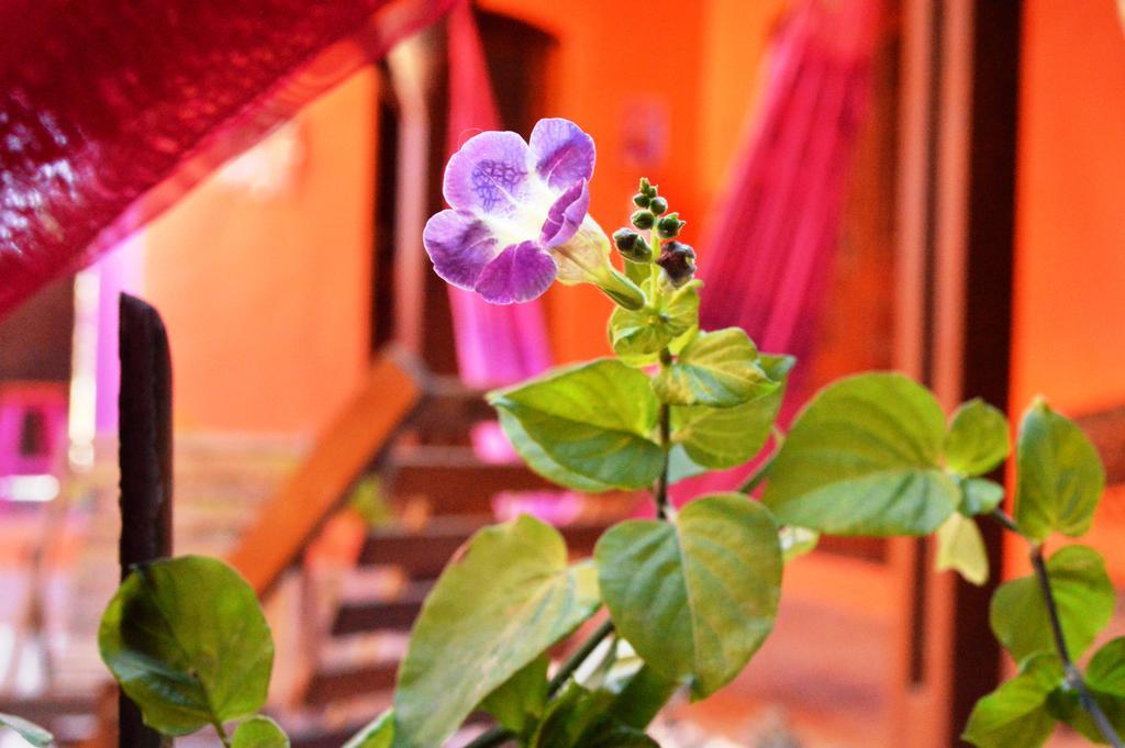 Manga Rosa Hospedagem Canoa Quebrada Dış mekan fotoğraf